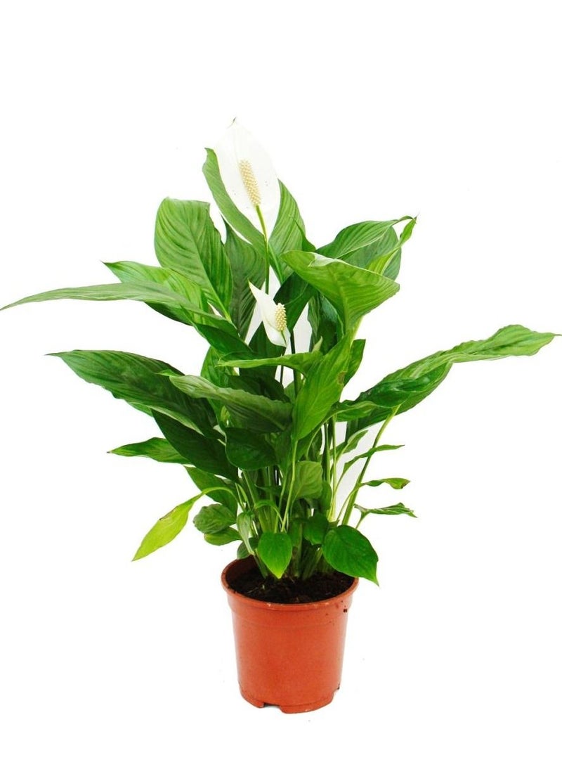 ماركة غير محددة Spathiphyllum Peace Lily 40-45 سم نباتات حية طازجة | منقي الهواء الطبيعي للمساحات المنزلية والمكاتب 