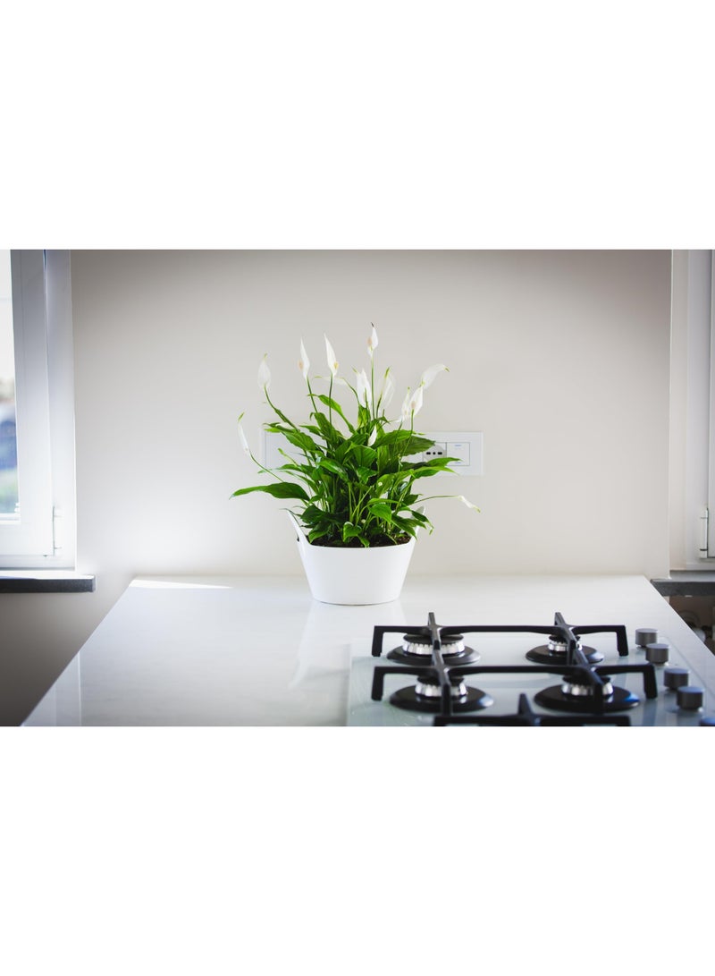 أيدل أصص نباتات داخلية بمقابض جيني 3 لتر، -22X11 - أصص زهور بلاستيكية متينة بألوان متعددة - أصص زراعة داخلية أنيقة للمنزل والمكتب - مصنوعة في إيطاليا - من إيديل - Image 5