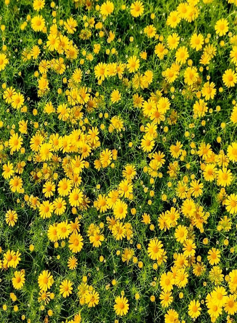 GGOOT 200pcs Cosmos Seeds for Patio Balcony Planting Beautiful Unique Little Flowers Suitable for Decorating Office Leisure Area - Image 1