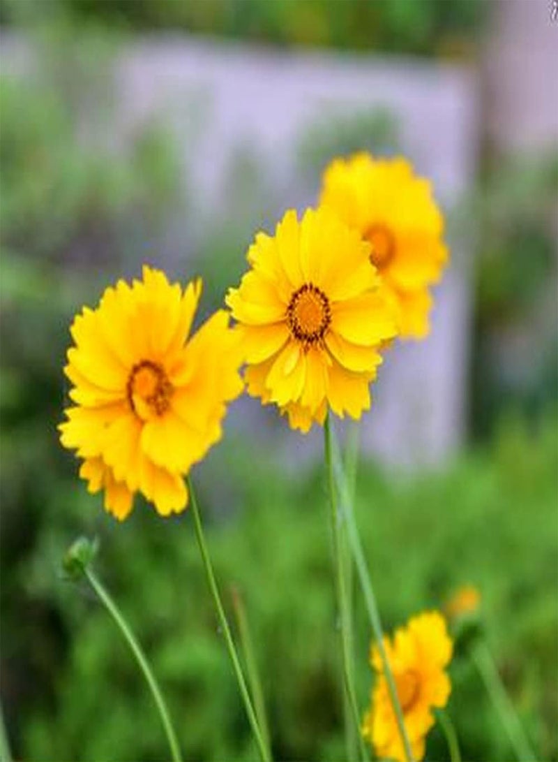 GGOOT 200pcs Cosmos Seeds for Patio Balcony Planting Beautiful Unique Little Flowers Suitable for Decorating Office Leisure Area - Image 3