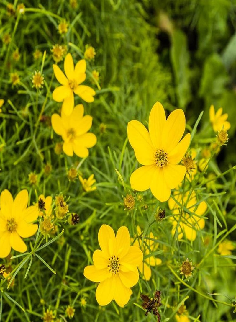 GGOOT 200pcs Cosmos Seeds for Patio Balcony Planting Beautiful Unique Little Flowers Suitable for Decorating Office Leisure Area - Image 2