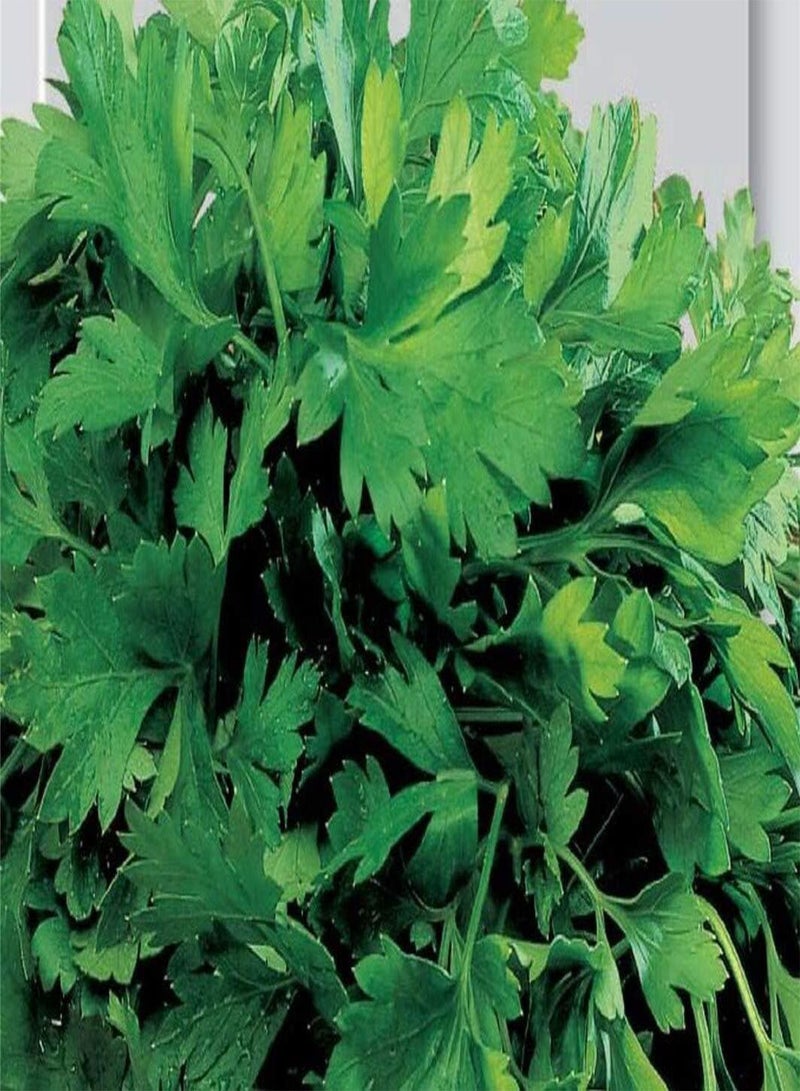 GGOOT Seeds of Parsley Gigante Di Napoli