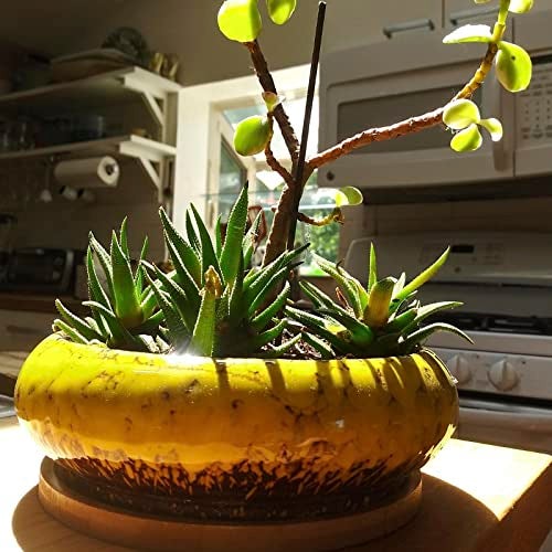 ARTKETTY Succulent Pots - 7.3 Inch Large Succulent Planters with Drainage Ceramic Bonsai Pots with Bamboo Tray, Shallow Planters for Indoor Cactus Plants Decorative Flower Plant Container - Image 5