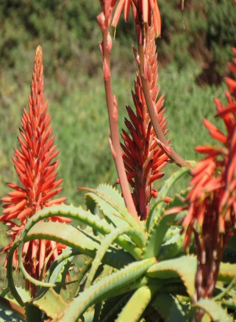 GGOOT Krantz Aloe - Aloe arborescens Cacti & Succulent Plant, Known as Candelabra Aloe, Deer-Horn Cactus, Stag-Horn Cactus, Torch Plant, Torch Aloe Home Garden Planting by Heavy Torch, 4 Seeds  - Image 2