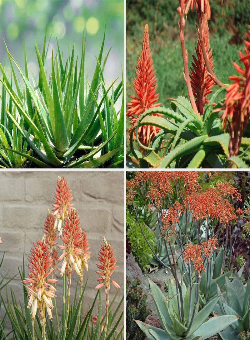 GGOOT Krantz Aloe - Aloe arborescens Cacti & Succulent Plant, Known as Candelabra Aloe, Deer-Horn Cactus, Stag-Horn Cactus, Torch Plant, Torch Aloe Home Garden Planting by Heavy Torch, 4 Seeds  - Image 1