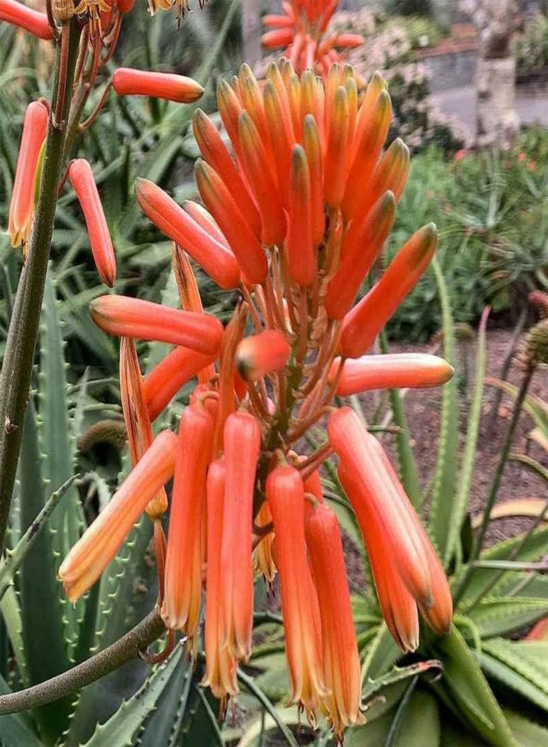 GGOOT Krantz Aloe - Aloe arborescens Cacti & Succulent Plant, Known as Candelabra Aloe, Deer-Horn Cactus, Stag-Horn Cactus, Torch Plant, Torch Aloe Home Garden Planting by Heavy Torch, 4 Seeds  - Image 4
