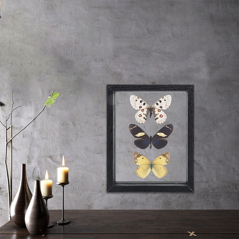 Specimen Display Box Butterflies Specimen Plants Display Frame Specimen Display Frame - Image 3