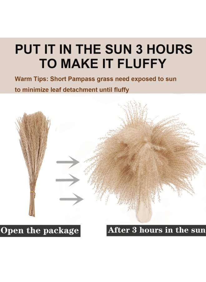 MirageBotanics Natural Dried Pampas Grass Bouquet 60Pcs: Brown Gray White Reed Pampas with Vase,Dry Plants Dry Flowers Arrangements Decorations for Home Room Office Party - Image 3