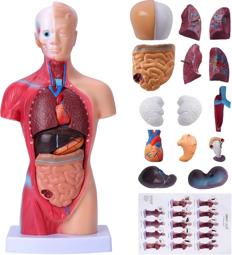 EXCEFORE Human Body Model for Kids, 15Pcs Removable Human Torso Anatomy Model, Body Parts for Toddlers, Preschool Learning Toys, Age 4+, Medical Student Learning, School Education Display （11 inch） - Image 1