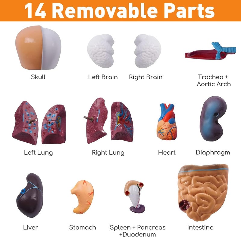 EXCEFORE Human Body Model for Kids, 15Pcs Removable Human Torso Anatomy Model, Body Parts for Toddlers, Preschool Learning Toys, Age 4+, Medical Student Learning, School Education Display （11 inch） - Image 5