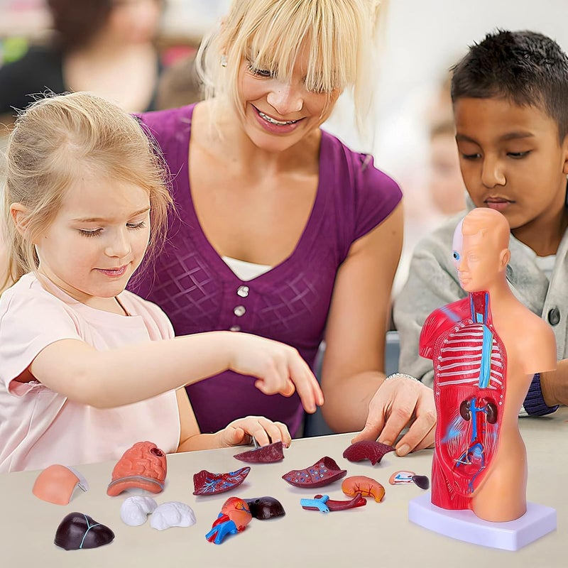 EXCEFORE Human Body Model for Kids, 15Pcs Removable Human Torso Anatomy Model, Body Parts for Toddlers, Preschool Learning Toys, Age 4+, Medical Student Learning, School Education Display （11 inch） - Image 4