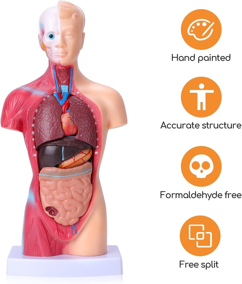 EXCEFORE Human Body Model for Kids, 15Pcs Removable Human Torso Anatomy Model, Body Parts for Toddlers, Preschool Learning Toys, Age 4+, Medical Student Learning, School Education Display （11 inch） - Image 3