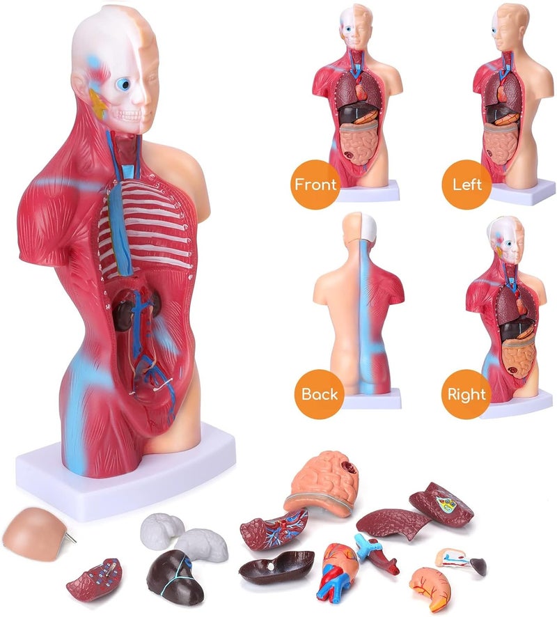 EXCEFORE Human Body Model for Kids, 15Pcs Removable Human Torso Anatomy Model, Body Parts for Toddlers, Preschool Learning Toys, Age 4+, Medical Student Learning, School Education Display （11 inch） - Image 2
