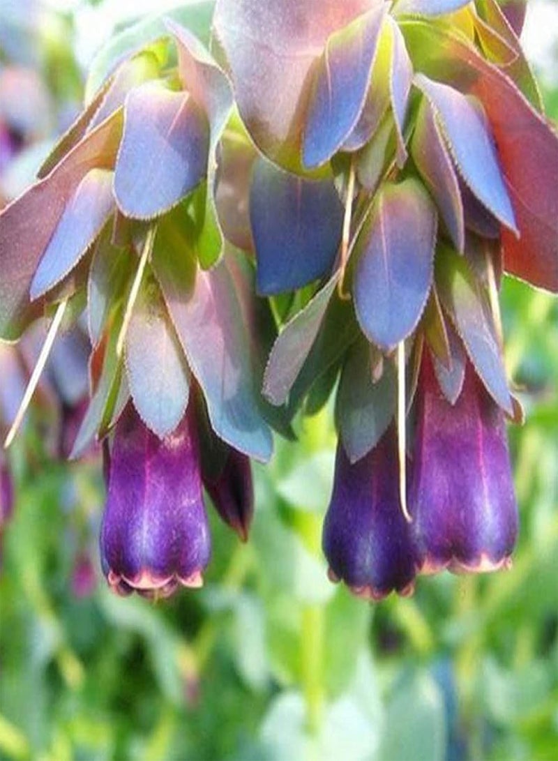 GGOOT Cynoglossum Officinale Seeds,Wild Flower Meadow Seeds for Planting Garden Home Balcony Yard Decoration Blue Flower Seeds Seed - Image 5