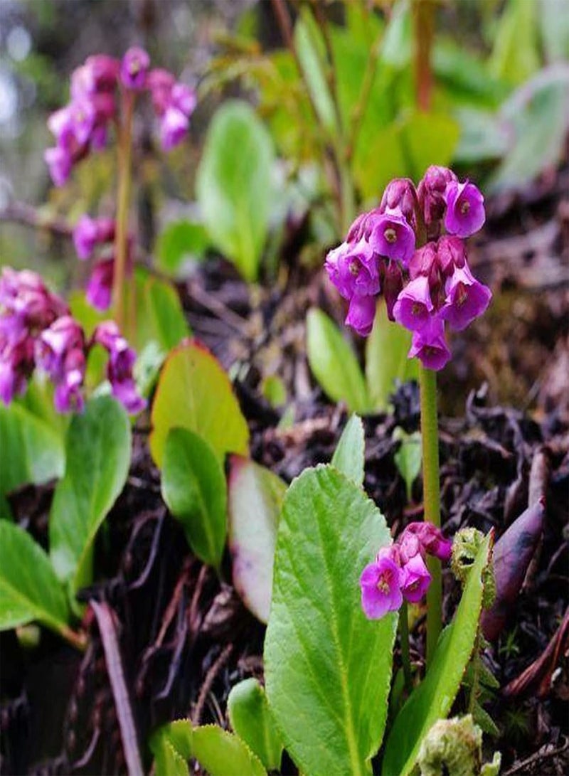 GGOOT Cynoglossum Officinale Seeds,Wild Flower Meadow Seeds for Planting Garden Home Balcony Yard Decoration Blue Flower Seeds Seed - Image 2