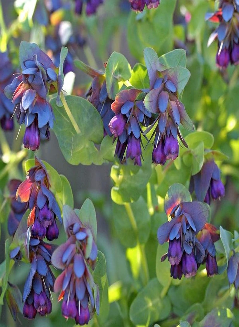 GGOOT Cynoglossum Officinale Seeds,Wild Flower Meadow Seeds for Planting Garden Home Balcony Yard Decoration Blue Flower Seeds Seed - Image 4