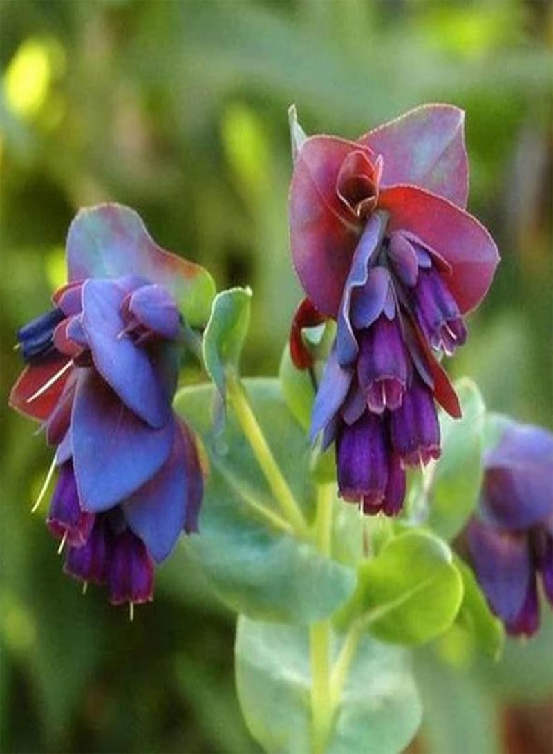 GGOOT Cynoglossum Officinale Seeds,Wild Flower Meadow Seeds for Planting Garden Home Balcony Yard Decoration Blue Flower Seeds Seed - Image 3