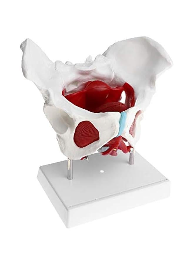 نماذج عضلات الحوض والحوض الانثوية من اتش دبليو دبليو جي اس اتش، نموذج تشريح عظام بشرية 1:1 - Image 1