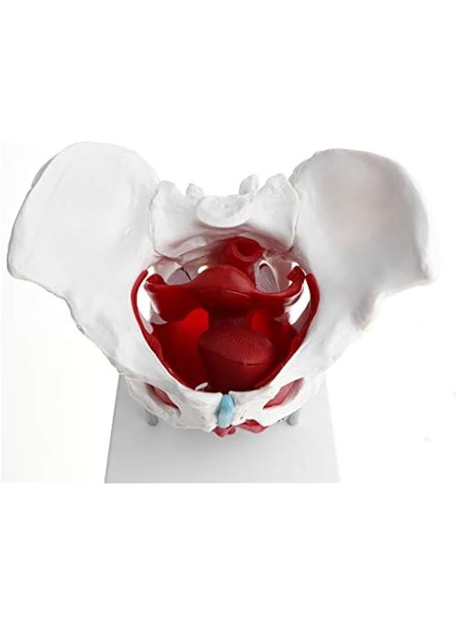 نماذج عضلات الحوض والحوض الانثوية من اتش دبليو دبليو جي اس اتش، نموذج تشريح عظام بشرية 1:1 - Image 4