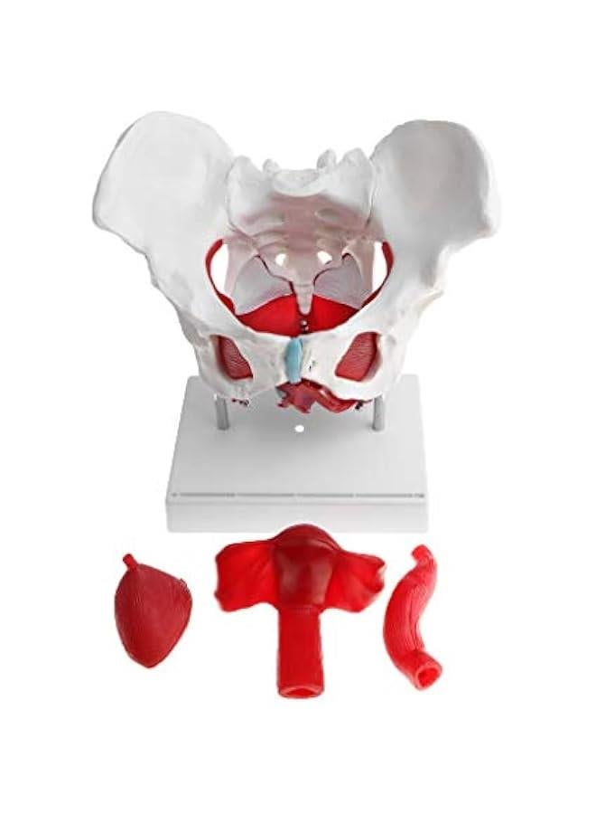 نماذج عضلات الحوض والحوض الانثوية من اتش دبليو دبليو جي اس اتش، نموذج تشريح عظام بشرية 1:1 - Image 5