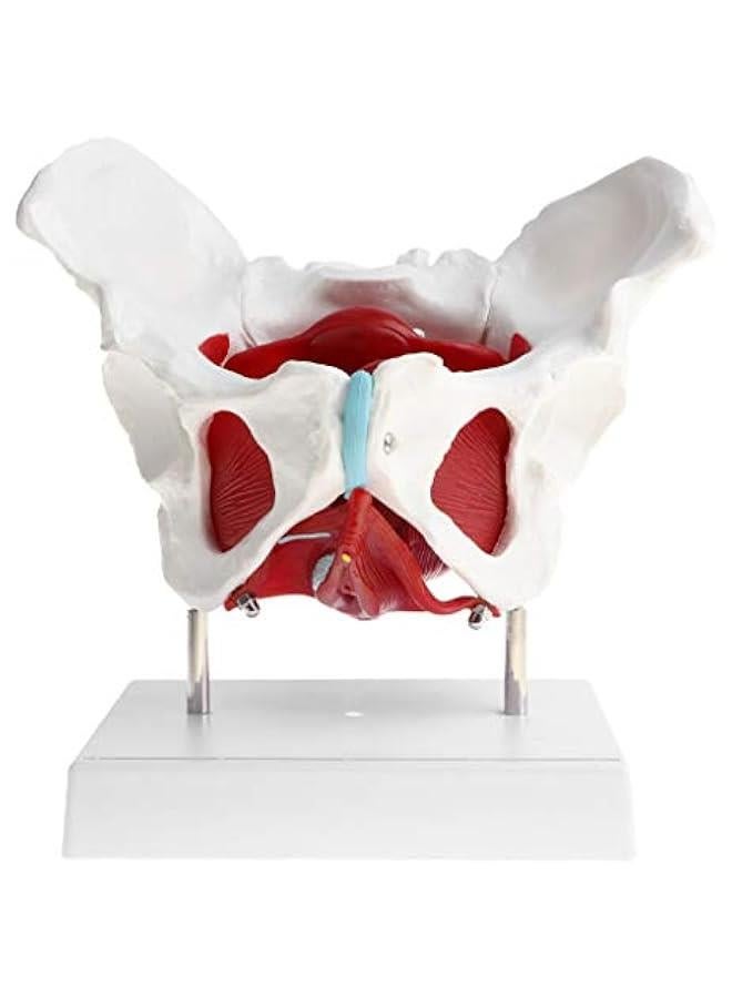 نماذج عضلات الحوض والحوض الانثوية من اتش دبليو دبليو جي اس اتش، نموذج تشريح عظام بشرية 1:1 - Image 3