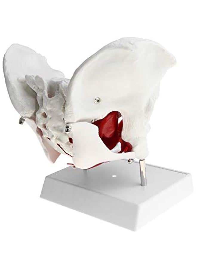 نماذج عضلات الحوض والحوض الانثوية من اتش دبليو دبليو جي اس اتش، نموذج تشريح عظام بشرية 1:1 - Image 2