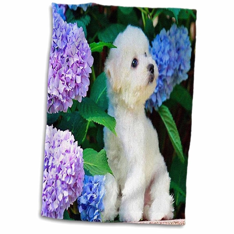 3D Rose Adorable Bichon Frise Puppy Among Hydrangeas HandSports Towel 15 x 22