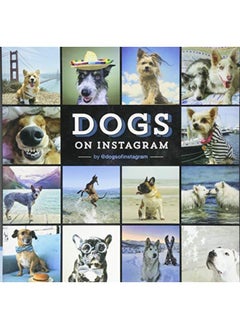 Dogs on Instagram 