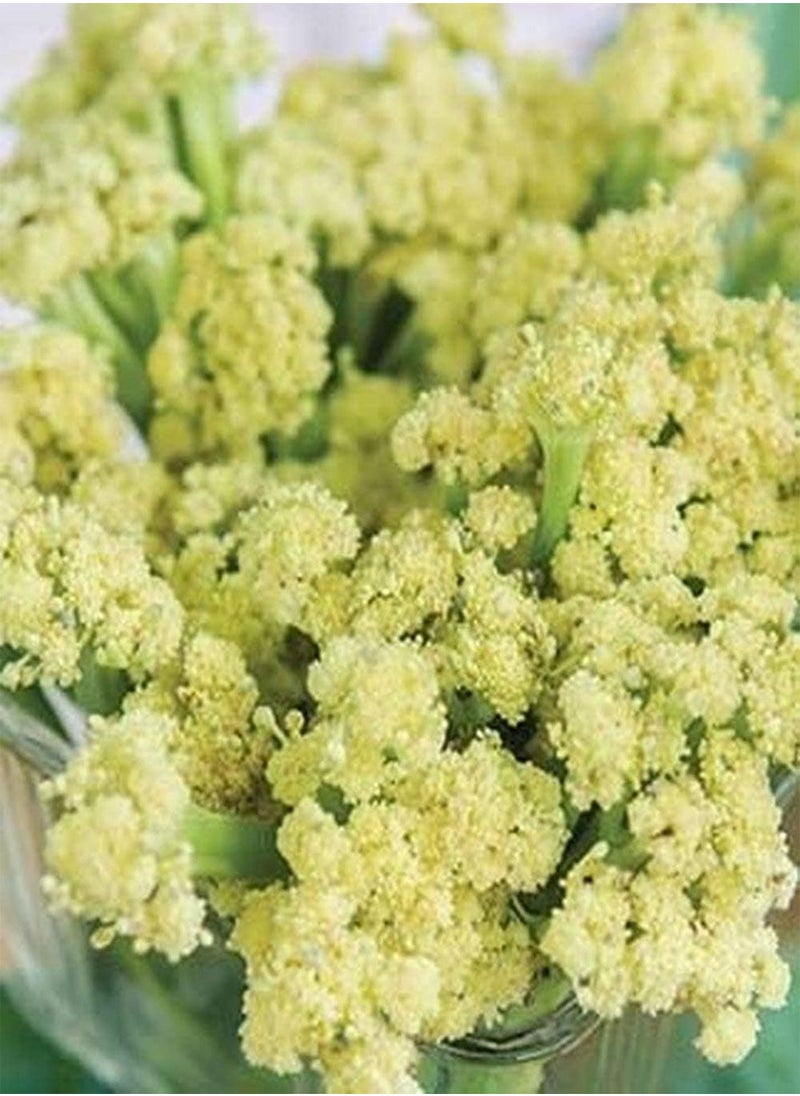 70 Pcs Cauliflower Seeds Garden Planting Vegetable Seeds Non-GMO Strong Growth High Yield Seeds