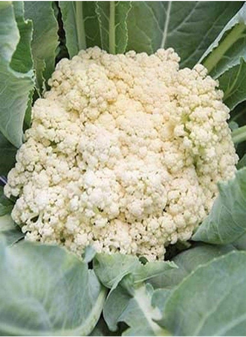 70 Pcs Cauliflower Seeds Garden Planting Vegetable Seeds Non-GMO Strong Growth High Yield Seeds