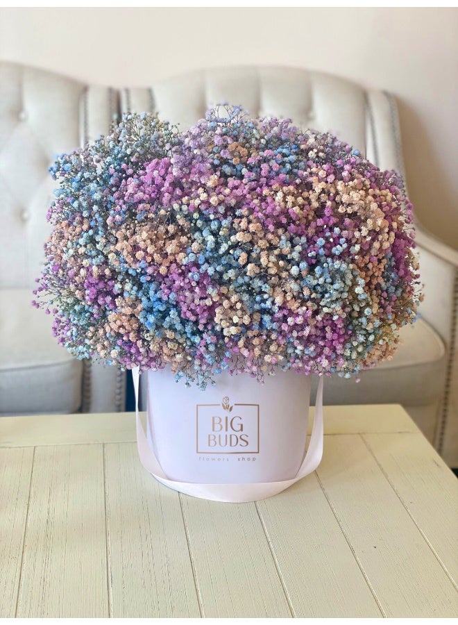 BBF Gypsophila