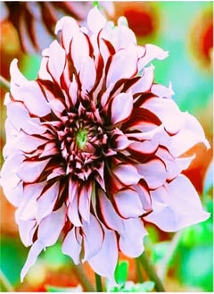 Can be Planted All Year Round/Dahlia Seeds/Perennial Plants/Extraordinary Flowers/Long Flowering period-55 PCS,d