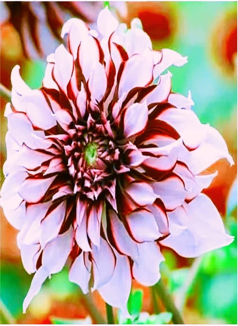 GGOOT - Can be Planted All Year Round/Dahlia Seeds/Perennial Plants/Extraordinary Flowers/Long Flowering period-55 PCS,d - Image 1