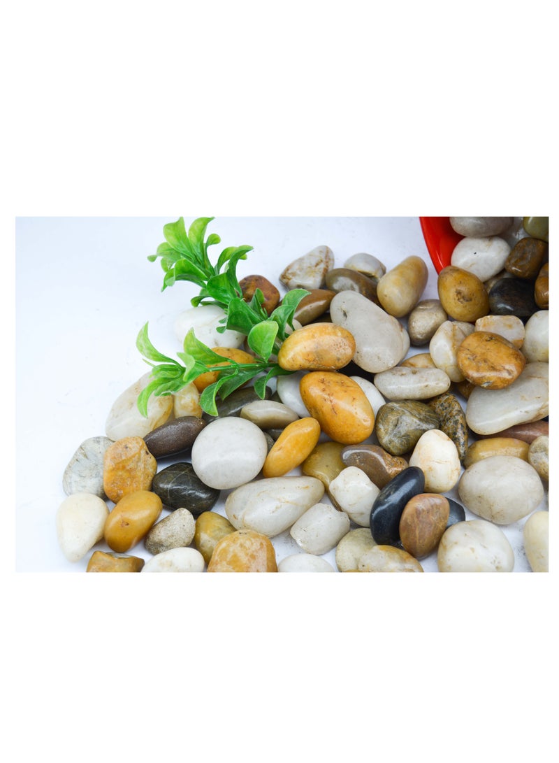 vsell24 5kg of 10-20 mm Indian Decorative Stones - Natural Smooth Pebbles for Aquariums, Vases, Terrariums, Lawns, and Garden Landscaping - Image 4