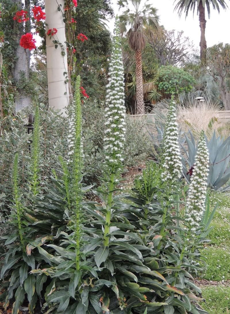 جي جوت برج الثلج إيكيوم بينينانا - بذور زهرة إيكيوم بينينانا، والمعروفة أيضًا باسم إيكيوم بينينانا ألبا، زراعة الحدائق المنزلية باستخدام مشعل ثقيل، 20 بذرة - Image 3