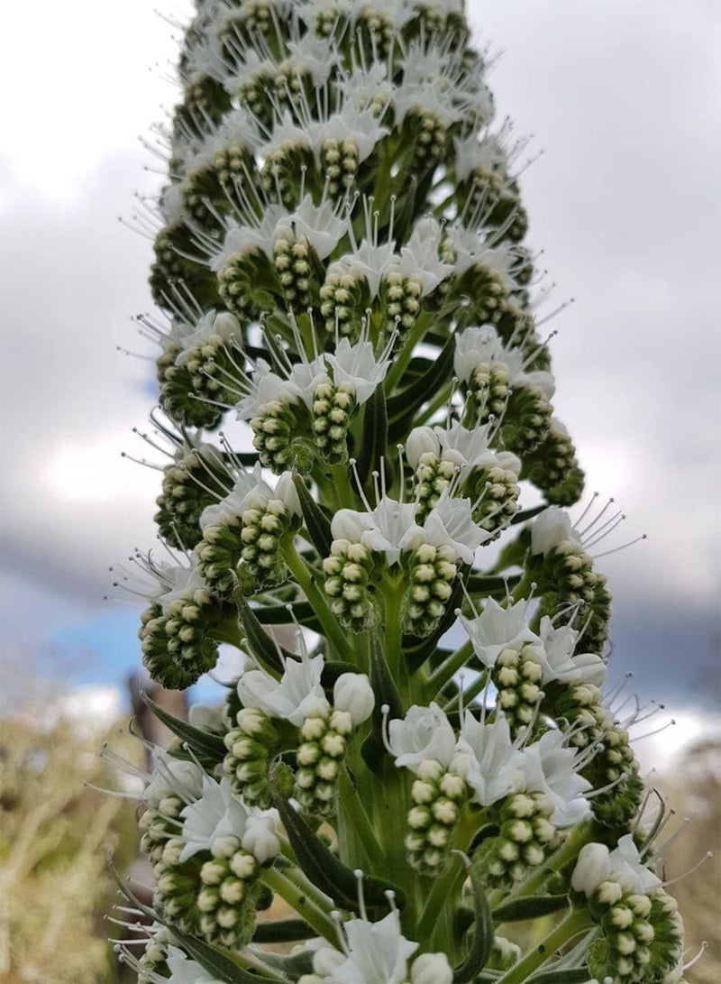 جي جوت برج الثلج إيكيوم بينينانا - بذور زهرة إيكيوم بينينانا، والمعروفة أيضًا باسم إيكيوم بينينانا ألبا، زراعة الحدائق المنزلية باستخدام مشعل ثقيل، 20 بذرة - Image 1