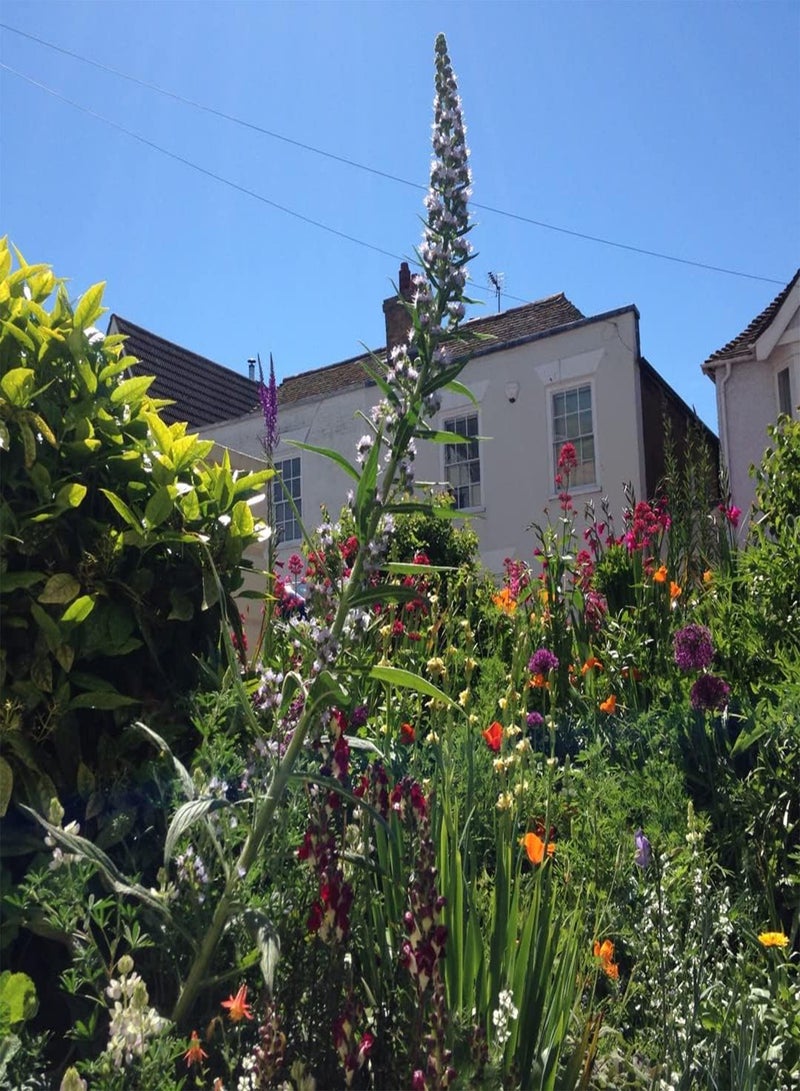 جي جوت برج الثلج إيكيوم بينينانا - بذور زهرة إيكيوم بينينانا، والمعروفة أيضًا باسم إيكيوم بينينانا ألبا، زراعة الحدائق المنزلية باستخدام مشعل ثقيل، 20 بذرة - Image 4