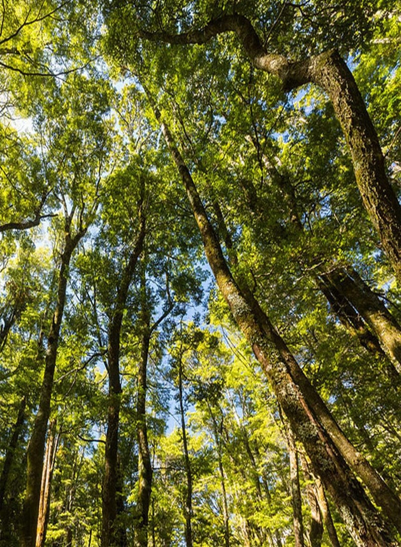 جي جوت 200 قطعة من بذور شجر الزان دائمة الخضرة، أشجار الدردار المائي المتساقطة، ظلال خفيفة مرقطة من خلال الأوراق، تجلب شعورًا جماليًا محبوبًا من قبل البستانيين - Image 2