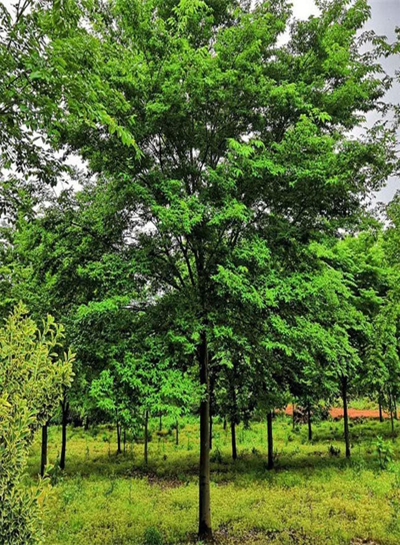 جي جوت 200 قطعة من بذور شجر الزان دائمة الخضرة، أشجار الدردار المائي المتساقطة، ظلال خفيفة مرقطة من خلال الأوراق، تجلب شعورًا جماليًا محبوبًا من قبل البستانيين - Image 1