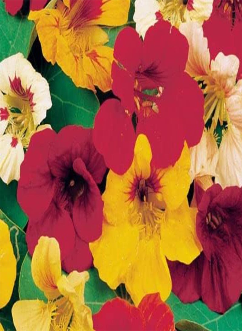 GGOOT 18 Seeds of Nasturtium Tom Thumb