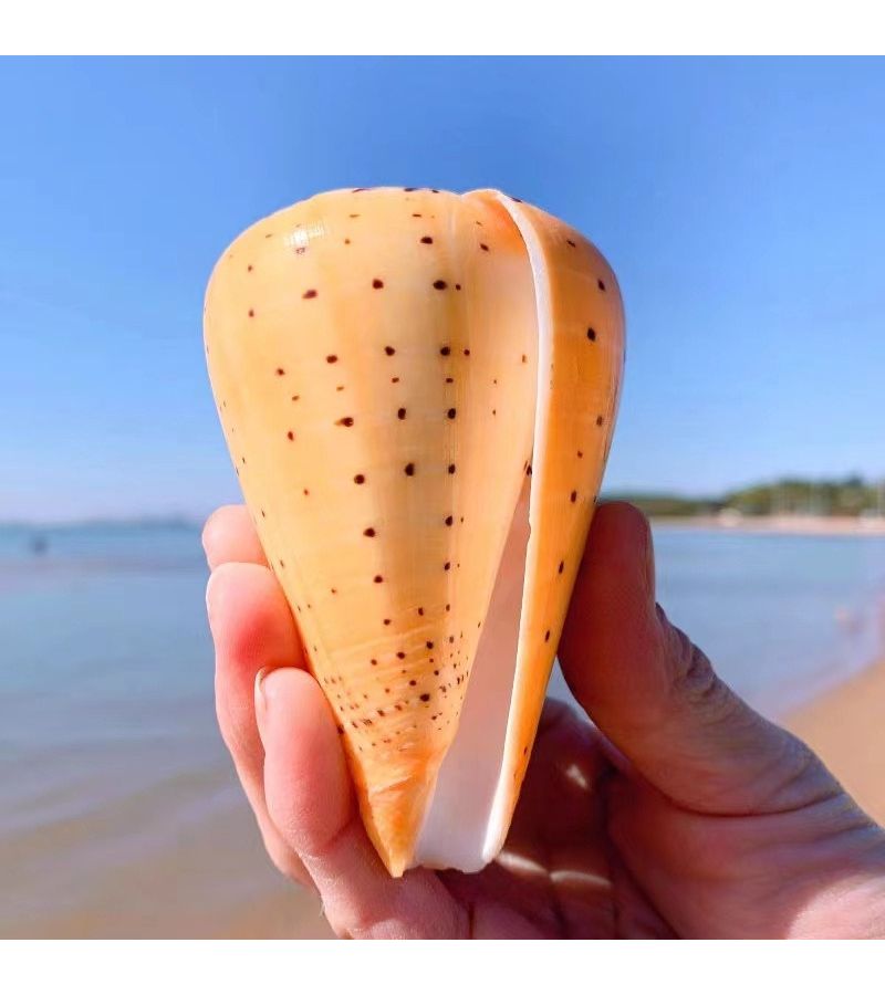 Conch Shell Yellow Corn Taro Fish Tank Landscaping Decoration Home Ornament Eastern Mediterranean Style Shooting Props Unique Marine Decor 1pc - Image 1