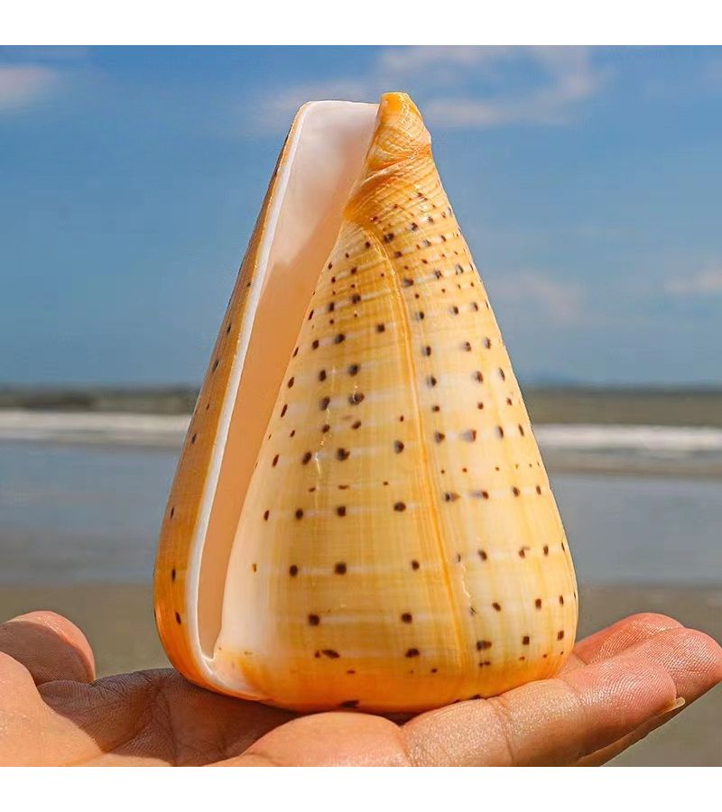 Conch Shell Yellow Corn Taro Fish Tank Landscaping Decoration Home Ornament Eastern Mediterranean Style Shooting Props Unique Marine Decor 1pc - Image 2