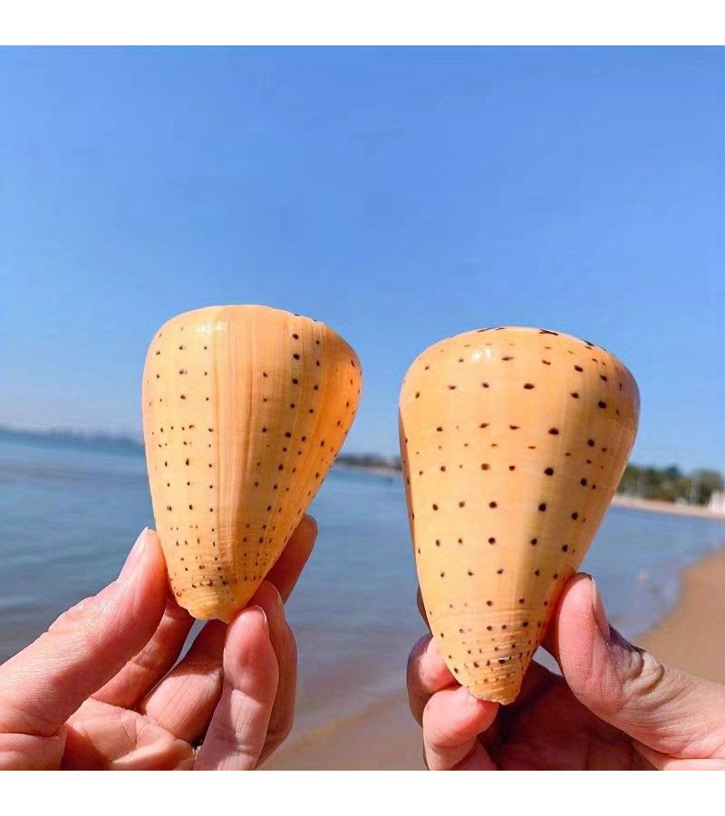 Conch Shell Yellow Corn Taro Fish Tank Landscaping Decoration Home Ornament Eastern Mediterranean Style Shooting Props Unique Marine Decor 1pc - Image 5
