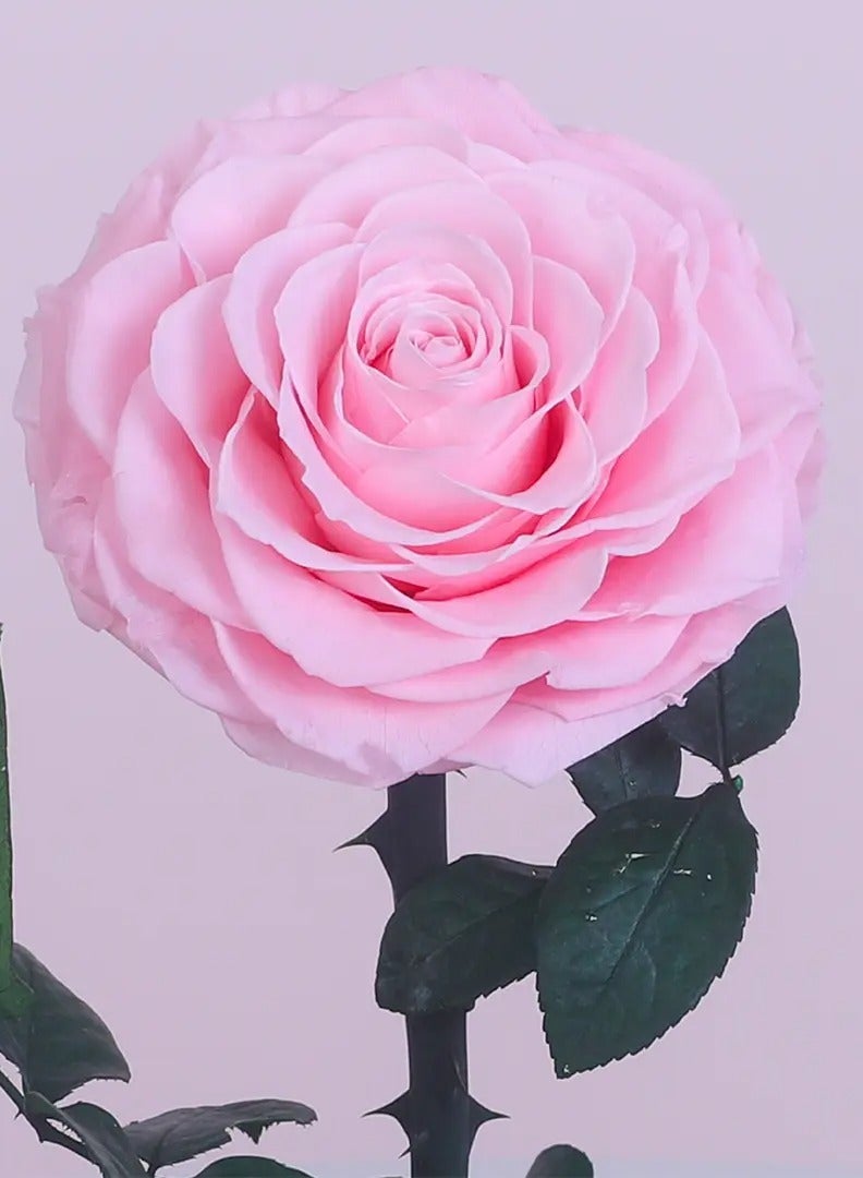 Festive Gallery Handmade Preserved Rose Forever Never Withered Flowers,Gift for Wedding,Birthday, Mother's Day Gift, Best Gift for Her Rose (Single Rose, PINK) - Image 3