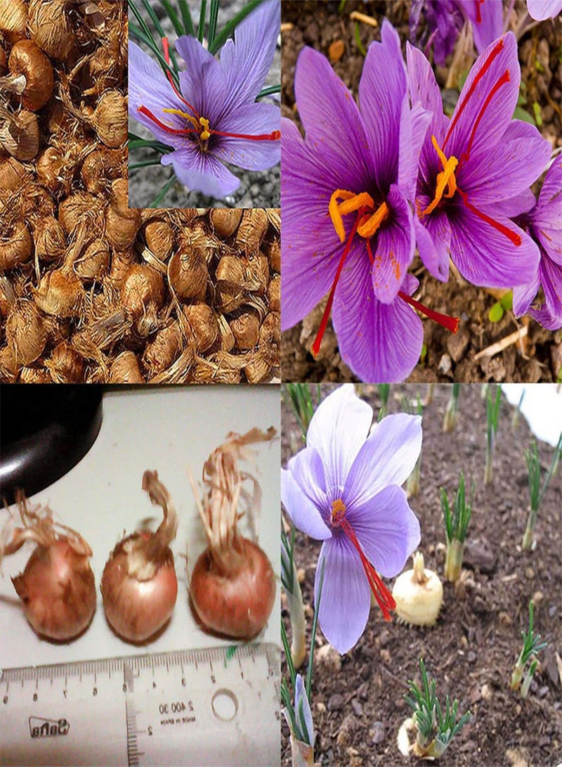 GGOOT Plant Seeds,8Pcs Saffron seeds Crocus Sativus Flower Seeds Easy to Grow Home Garden Plant - Image 2