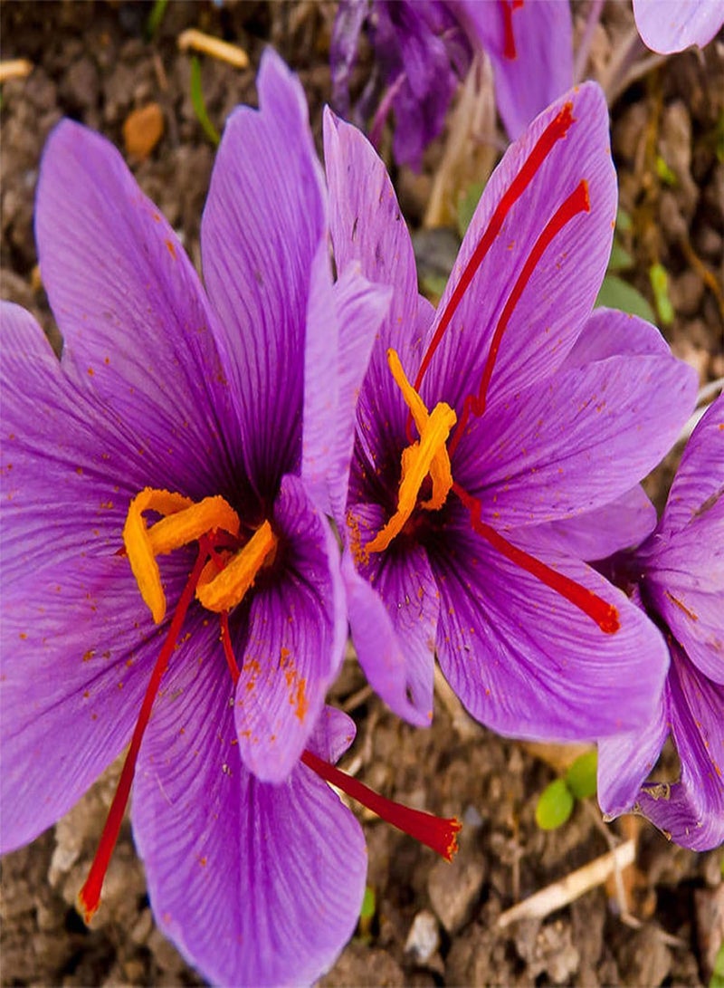 GGOOT Plant Seeds,8Pcs Saffron seeds Crocus Sativus Flower Seeds Easy to Grow Home Garden Plant - Image 1