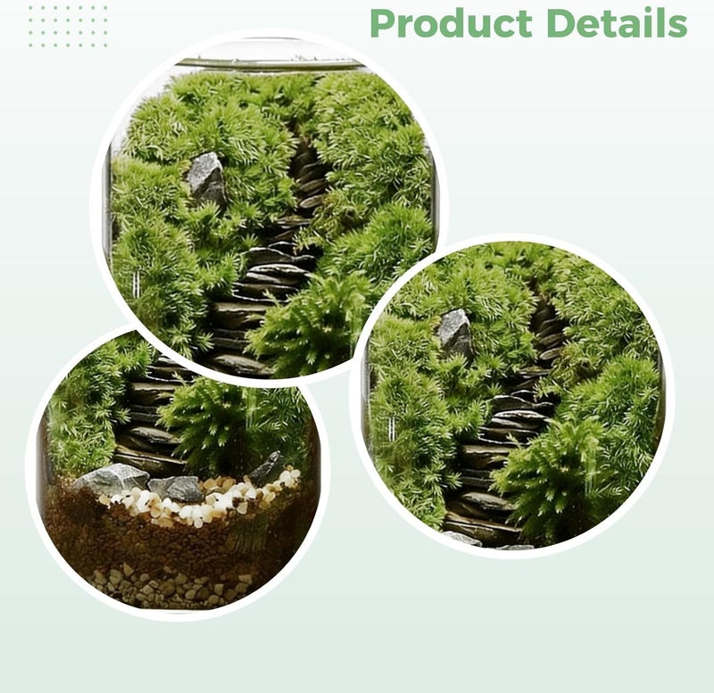 DIY Moss Terrarium Kit, Large 5.9 x 3.9 in Glass Ecosystem Bottle, High Borosilicate, with Tools and Material Pack, for Indoor Plants and Relaxation - Image 3
