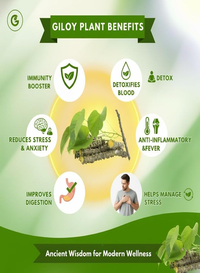SYLVERA Herbal Giloy Patches, Body Detox Foot Patches, Stress Relief and Bloating Support, 10 Patches (1) - Image 3