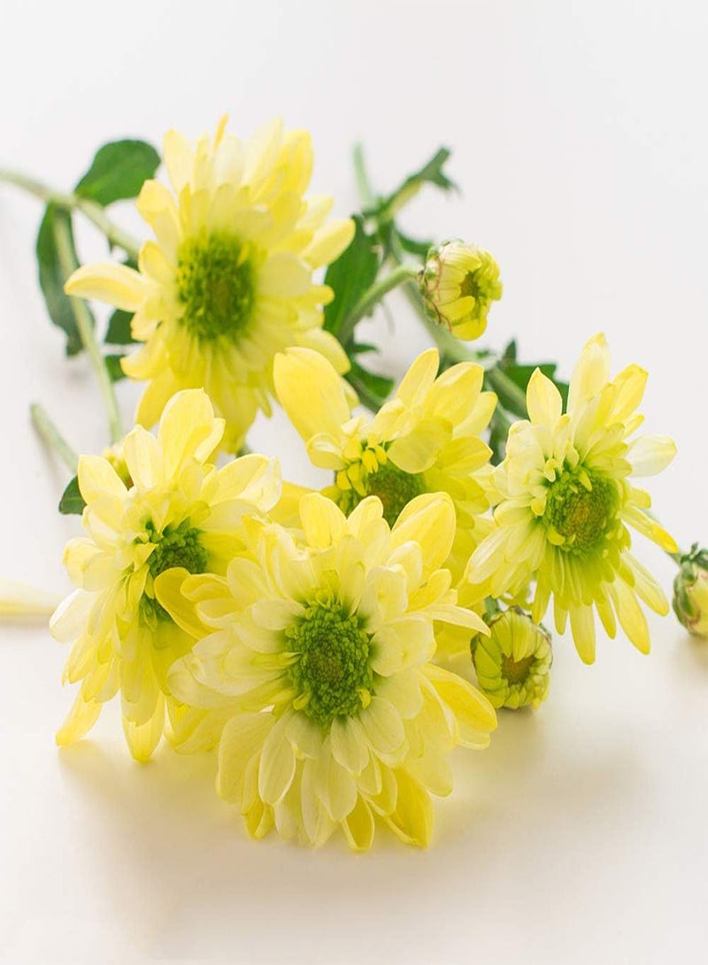 GGOOT 100pcs Daisy Seeds Yellow Mix Fragrant Bloom Perennial Heirloom Courtyard Terrace Suitable for Novice Gardener Family Gardening and Planting - Image 1