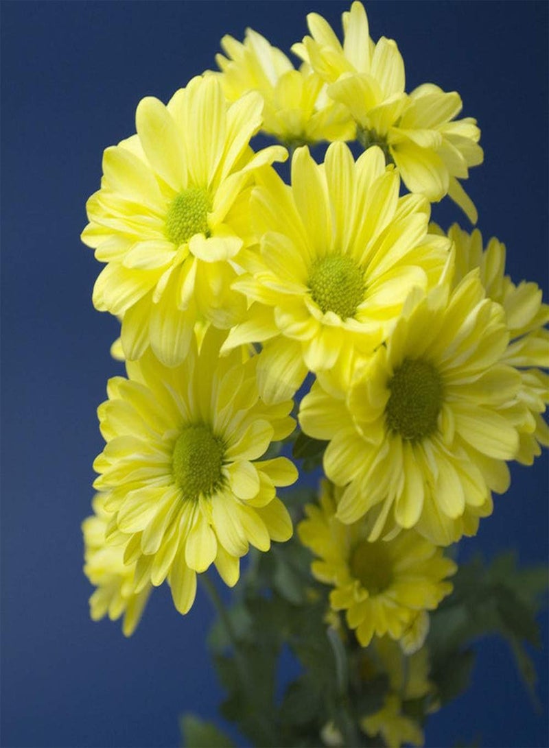 GGOOT 100pcs Daisy Seeds Yellow Mix Fragrant Bloom Perennial Heirloom Courtyard Terrace Suitable for Novice Gardener Family Gardening and Planting - Image 2